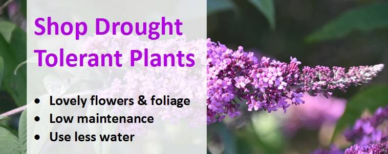 Shop Drought Tolerant Plants